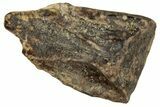 Fossil Triceratops Shed Tooth - Montana #350677-1